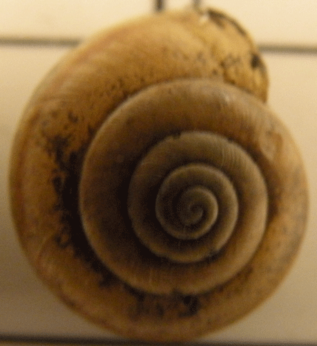 photo of Helminthoglypta salviae salviae