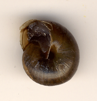 photo of Helminthoglypta traskii traskii