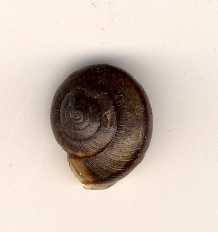 photo of Helminthoglypta traskii traskii