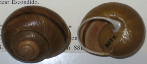 photo of Helminthoglypta tudiculata convicta